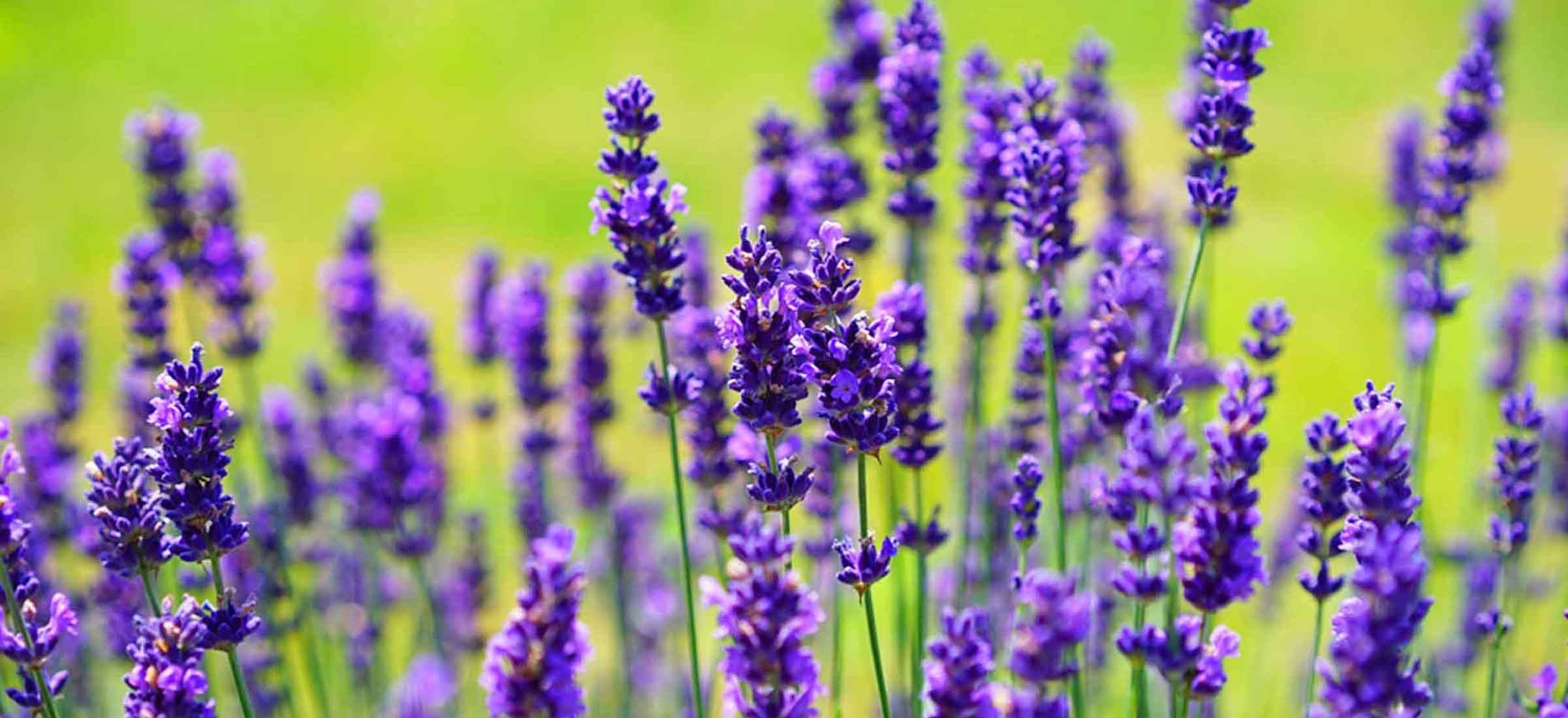 Leistung_Klassische-Homoeopathie